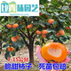 柿子樹苗庭院老樁特大果樹苗脆皮柿子苗南方北方種植耐寒當(dāng) 脆甜柿子6公分帶土球發(fā)貨