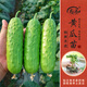 壽禾 蔬菜苗活苗帶土發(fā)貨大全菜苗種苗秋冬各種秧苗山東壽光苗子陽臺 旱黃瓜苗5棵