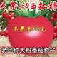 大果168西紅柿種子超甜耐熱老品種番茄種籽南方四季蔬菜種子 大果168西紅柿 精裝新種 1包(約1000粒)+肥料