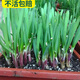 壽禾 紫根韭菜根盆栽紅根韮九萊寬葉韭菜根苗移栽四季小大葉頭茬種苗 紫根韭菜苗韭菜根300棵/80%人選