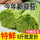 2025河南新鮮蒜苔5/1斤農(nóng)家蔬菜青菜蒜毫蒜薹蒜苗嫩祘臺(tái)蒜芯批發(fā) 5斤
