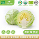 有機匯有機綠甘藍 生鮮卷心菜大頭菜 有機蔬菜 基地種植 新鮮零農(nóng)殘 圓甘藍 5斤裝