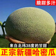 鼎端新疆哈密瓜新鮮應(yīng)季甜脆蜜瓜現(xiàn)摘網(wǎng)紋瓜孕婦水果吐魯番甜瓜D3 3斤
