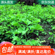 萌肉居銀杏樹(shù)苗白果小苗綠化苗木行道樹(shù)0.8CM粗約50CM高10棵源頭直發(fā)