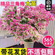 京厽德國精品三角梅小苗三角梅帶花盆栽大苗重瓣室內陽(yáng)臺庭院樹(shù)苗四季 封面品種三角梅/橙粉公主大苗多