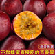 廣西現(xiàn)摘紫皮百香果新鮮西番蓮特級雞蛋果水果現(xiàn)摘現(xiàn)發(fā)酸甜孕婦 3斤特大果【15-20個】