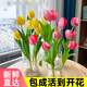京厽郁金香種球水培植物室內(nèi)郁凈香種子盆栽成品花苗好養(yǎng)綠不支持退貨 圓玻璃瓶+混色5大球郁金香大球+