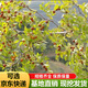 棗樹(shù)活苗當年結果地栽棗子樹(shù)苗南方北方種植棗樹(shù)嫁接苗特大青棗苗 高維C酸棗4年嫁接苗(當年結果)