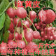 紅黃皮果樹苗嫁接苗結果快南北方四季種植帶土帶葉抗寒盆栽地栽 紅肉黃皮果 四年苗（穩(wěn)定結果）