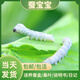 蠶菇?jīng)霎?dāng)天發(fā)貨蠶寶寶學(xué)生科學(xué)養(yǎng)蠶套裝春蠶活體蠶卵蠶籽活物桑葉飼養(yǎng)盒 二齡蠶50條+透氣飼養(yǎng)盒+桑葉