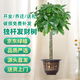 京東綠植發(fā)財(cái)樹(shù)大型綠植辦公室內(nèi)花卉招財(cái)植物盆栽除甲醛1.4-1.6m源頭直發(fā)