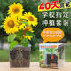 超級京神向日葵種子孑兒童種植小盆栽番茄鳳仙花籽實(shí)驗(yàn)植物觀察太陽花套裝 向日葵+透明盤+盆托