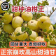 牛甘子果樹(shù)苗油甘苗余甘果苗牛甘苗油甘子苗大玉余甘果苗嫁接果 柿餅甜大果油柑 兩年苗