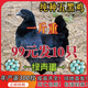 五黑雞活苗純種五黑一綠小雞活苗活體半斤大青年雞脫溫烏骨雞活苗 4-5兩五黑雞10只（8母2公）