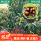 萌肉居板栗苗果樹(shù)苗大紅袍栗子樹(shù)庭院盆栽地栽板栗中小苗1顆源頭直發(fā)