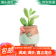 花琴 多肉植物盆栽多肉老樁盆景綠植花卉盆栽/熊童子含盆套裝源頭直發(fā)