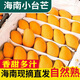 海南小臺(tái)農(nóng)芒果9斤新鮮現(xiàn)摘小臺(tái)芒應(yīng)當(dāng)季時(shí)令熱帶水果整箱甜心芒 9斤 【大果】精選裝
