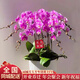 植伴蝴蝶蘭盆栽喬遷開(kāi)業(yè)商務(wù)慶典鮮花速遞同城室內(nèi)植物花卉上海配送花 年年有余--6株蝴蝶蘭盆栽（花盆類似）