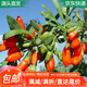 萌肉居枸杞苗果樹(shù)苗黑枸杞紅枸杞盆栽地栽苗木枸杞中小苗1棵源頭直發(fā)