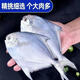 集鮮源野生大銀鯧魚新鮮白鯧魚鮮活速凍海魚平魚凈重?zé)o冰衣發(fā)順豐 1斤裝 嘗嘗鮮 銀鯧魚（5-6條/斤）凈重?zé)o冰衣