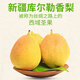 庫爾勒香梨新疆庫爾勒香梨梨子皮薄脆甜多汁應(yīng)季水果新鮮整箱當(dāng)季時令 5斤特級果【全母梨】