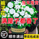 京悠雨德國品質(zhì)梔子花苗盆栽帶花苞九里香老樁驅(qū)蚊水培茉莉花卉綠植物室 【限量特惠】90#梔子花(原盆土 當(dāng)季開花)+營養(yǎng) 含盆