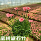 歐石竹初吻花苗盆栽庭院綠化耐寒耐旱四季開花常綠草坪多年生宿根 蜜桃石竹12盆 含盆（熱推）