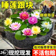 京悠雨德國睡蓮水培植物帶花苞四季開(kāi)花荷花大根塊水蓮花盆栽水池塘觀(guān)賞 精品大睡蓮(烈焰帶芽)4棵 不含盆