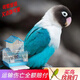 冰海精靈 鳥(niǎo)活體虎皮鸚鵡活物鳥(niǎo)手玩鳥(niǎo)學(xué)舌牡丹鳥(niǎo)寵物鳥(niǎo)玄風(fēng)鸚鵡小鳥(niǎo)活體 藍黑2只+雙層籠窩秋千+糧1斤