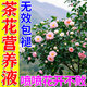 茶花營(yíng)養液催花促花植物四季茶花肥料專(zhuān)用肥促開(kāi)花防掉苞喜酸專(zhuān)用 1瓶【500ml】