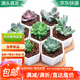 花琴多肉植物盆栽組合套裝桌面l綠植花卉盆栽7棵含六角盆拖源頭直發(fā)