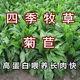 進(jìn)口牧草種子多年生黑麥草種子蘇丹草玉米草種子養(yǎng)牛羊鵝草魚草籽 菊苣種子1斤