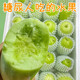 糖尿人可以吃的水果新鮮拇指黃瓜三高血糖兒童孕婦解饞中老年控糖 3斤 1500g