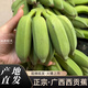 居里廣西西貢蕉新鮮現(xiàn)摘酸脆香蕉高山香蕉新鮮 西貢蕉1斤【嘗鮮】