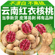 內廷上用云南紅衣紙皮核桃新貨原味老品質(zhì)正宗特級大血核桃仁休閑零食干果 紅衣核桃248gx1袋送夾子 京自東營(yíng)官方旗艦店胖東來(lái)線(xiàn)上超市
