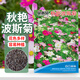貝意品波斯菊花種子格?；ɑǚN籽子四季開(kāi)花格?；ɑㄗ淹ピ阂盎ǚN子花種