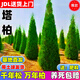 塔柏樹苗柏苗松柏樹苗掃墓墳前墓地松樹苗柏樹樹苗四季長青帶泥土 1.3-1.4米高（送肥料）