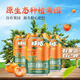 好巧四會特產(chǎn)沙糖桔生榨果汁型汽水碳酸飲料整箱330ml*24罐