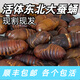 品吉味蠶蛹  東北特產(chǎn)柞蠶蛹  鮮活大體蟬蛹黃黑蠶蛹500g  活體繭蛹 A級(jí)大二黃蠶蛹一斤【4-5cm】