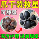 狗狗腳掌干裂專(zhuān)用護爪膏寵物爪子肉墊護理清潔滋潤防干裂起皮修復 1瓶 100g 3瓶【買(mǎi)2送1】