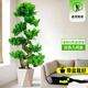 嘆為觀止大型盆栽金錢榕百合竹金錢樹發(fā)財(cái)樹清香木辦公室內(nèi)落地款中型植物 金錢兜1.2-1.4m【幾何盆】 含盆