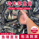 草魚(yú)魚(yú)苗活體淡水養(yǎng)殖食用吃草皖半斤一斤魚(yú)苗批發(fā)活體脆皖魚(yú)草混子 2-4cm草魚(yú)苗110條（僅限一單）