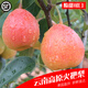 南步【順豐】云南高原火把梨 楚雄彝族紅梨酸甜蘋果梨子蜜秋梨水果 5斤 大果【單果約100g】推薦
