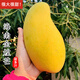 源外 海南金煌芒新鮮芒果 大青水仙大芒果當季新鮮水果小核大果 3斤大果（單果800g+）