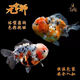 淡水冷水精品好看觀賞魚金魚活魚招財好養(yǎng)元寶獅觀賞魚苗魚場直銷 12—14cm 7 條隨機(jī)發(fā)貨