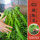 壽禾 辣椒苗各種椒苗壽光菜苗苗子朝天椒樹苗帶土發(fā)貨秋冬山東蔬菜苗 螺絲椒苗6棵