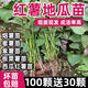 旺園興山東煙薯苗紅薯苗地瓜苗板栗薯蜜薯紫薯西瓜紅高產(chǎn)紅薯種植苗 2斤 煙薯苗（烤蜜薯）《100顆送30顆》