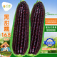 長(zhǎng)耕黑甜糯玉米種子黑玉米種籽春四季玉米產(chǎn)高矮大棒生食耐旱粘孑種籽 黑甜糯玉米種168/200克【甜+糯】