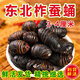 品吉味蠶蛹  東北特產(chǎn)柞蠶蛹  鮮活大體蟬蛹黃黑蠶蛹500g  活體繭蛹 A級(jí)小黑蠶蛹一斤【3-4cm】