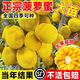 四季菠蘿蜜樹樹苗嫁接紅肉菠蘿蜜樹苗馬來西亞1號黃肉干苞果樹苗 【2年四季黃肉干苞】帶土帶葉發(fā) 40cm(含)-50cm(不含)